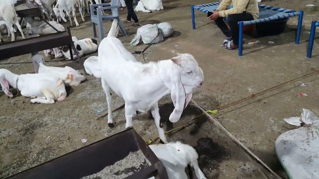 SACHIN BAKRA MANDI I SURAT BEST MANDI QURBANI KE BAKRE