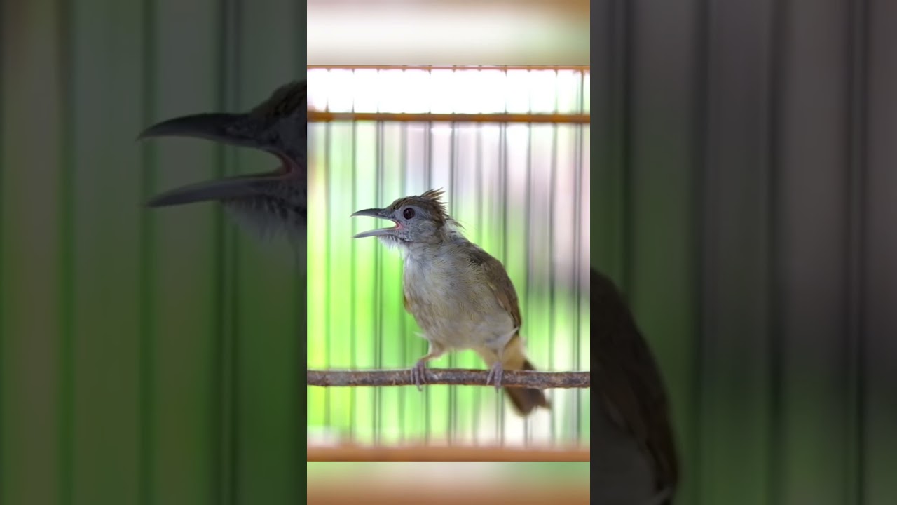 KAPAS TEMBAK GACOR NGEBREN NEMBAK PANJANG #kapastembak #birds #kapastembakgacor