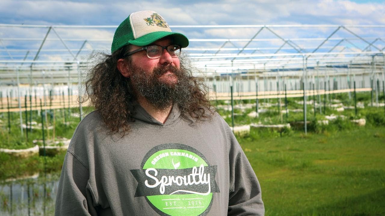 The 1-2-3s of CBD in cannabis