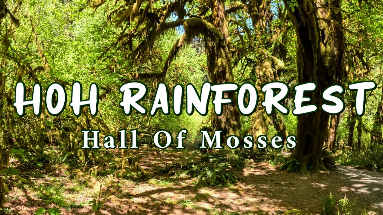 Hoh Rainforest: Hall Of Mosses Trail (Olympic National Park) | Washington [4K]
