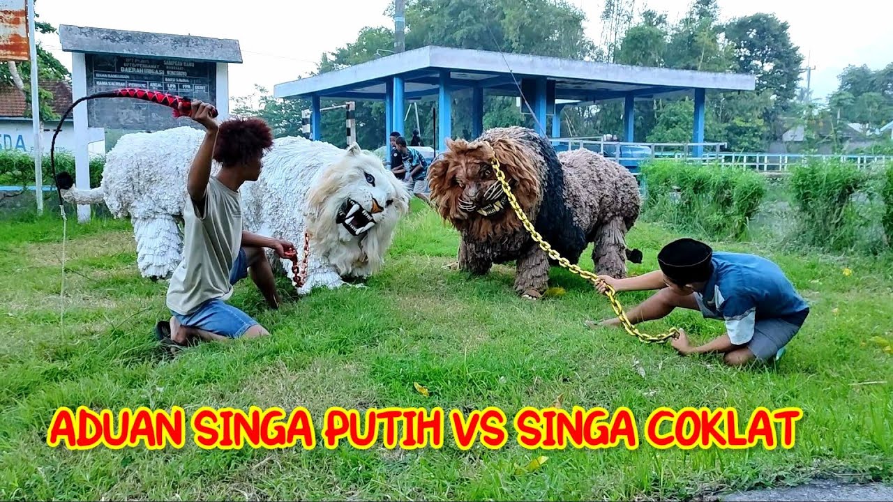 ADUAN SINGA PUTIH VS SINGA COKLAT | Komedi madura singo raung
