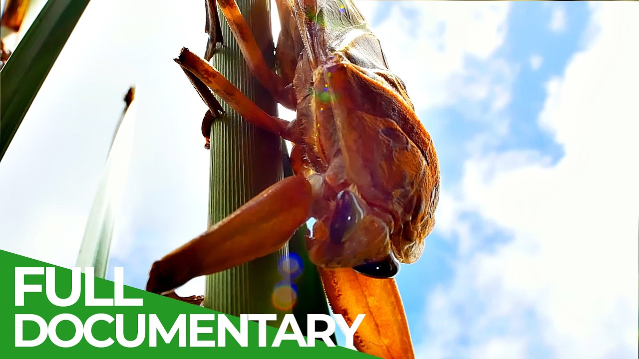 Strategy of Life | Part 2: The Battle for Survival | Free Documentary Nature