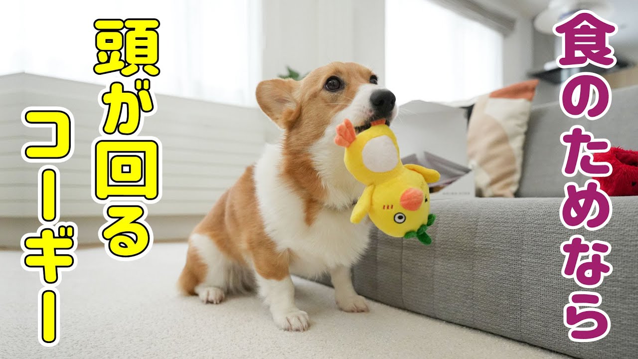食いしん坊で賢いのがコーギーです！