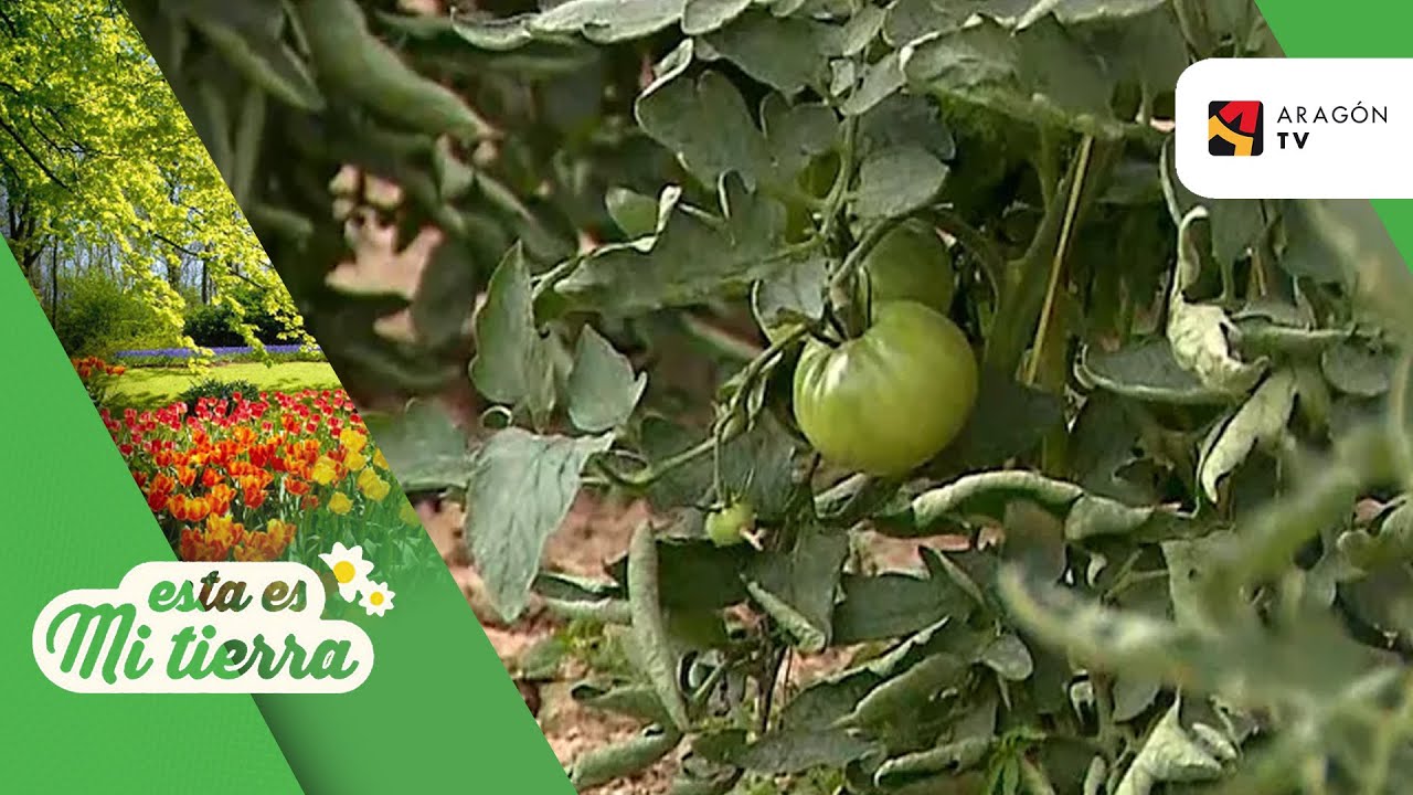 Tomate rosa de Barbastro