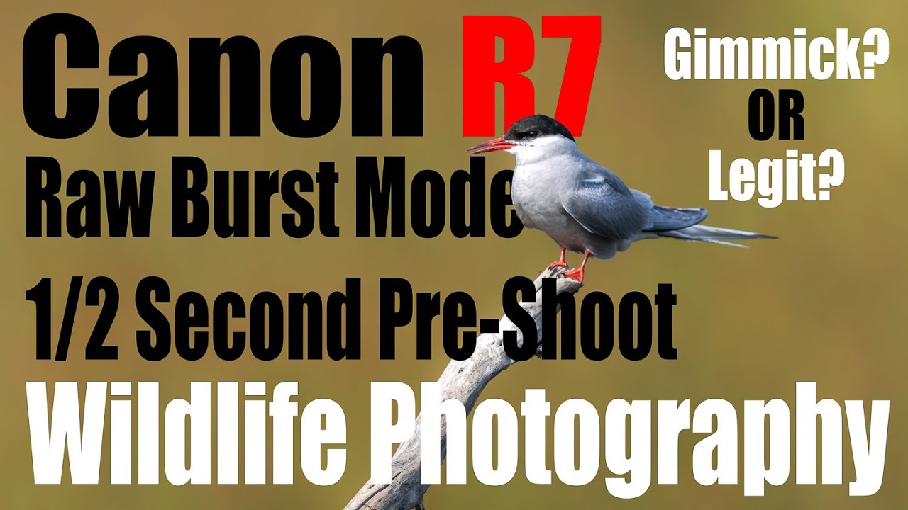 Canon R7 — режим серийной съемки в формате RAW — предварительная съемка дикой природы за 1/2 секу...
