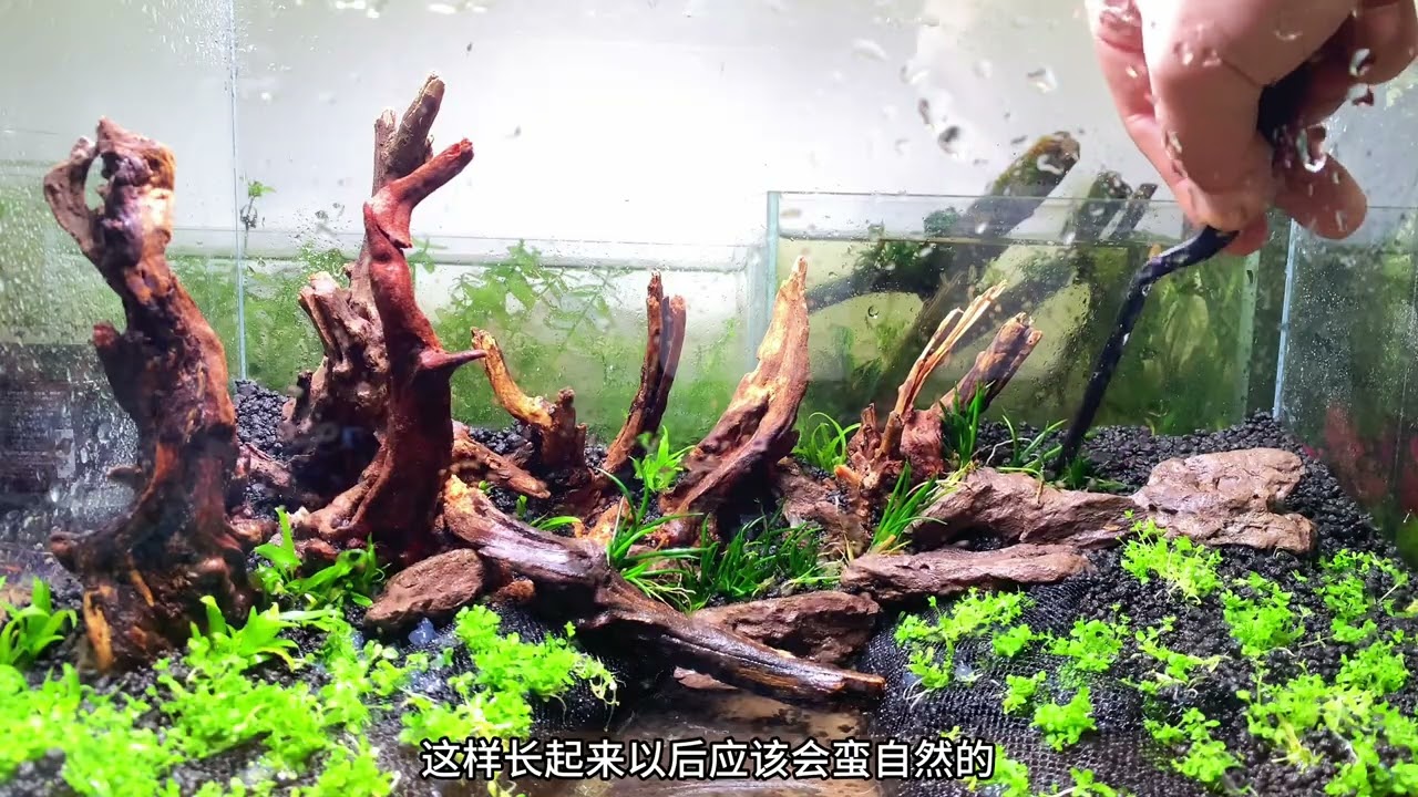 河岸水草缸