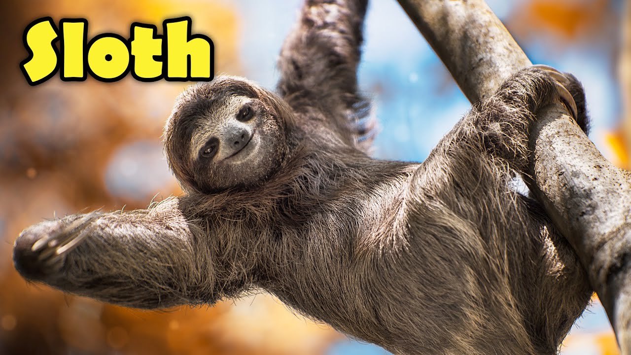 Интересные факты о ленивце для детей!