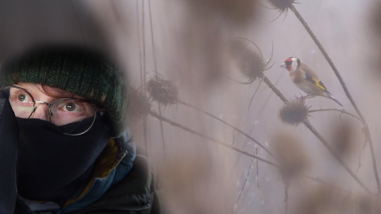 36 Hours In The Mist. For One Shot.