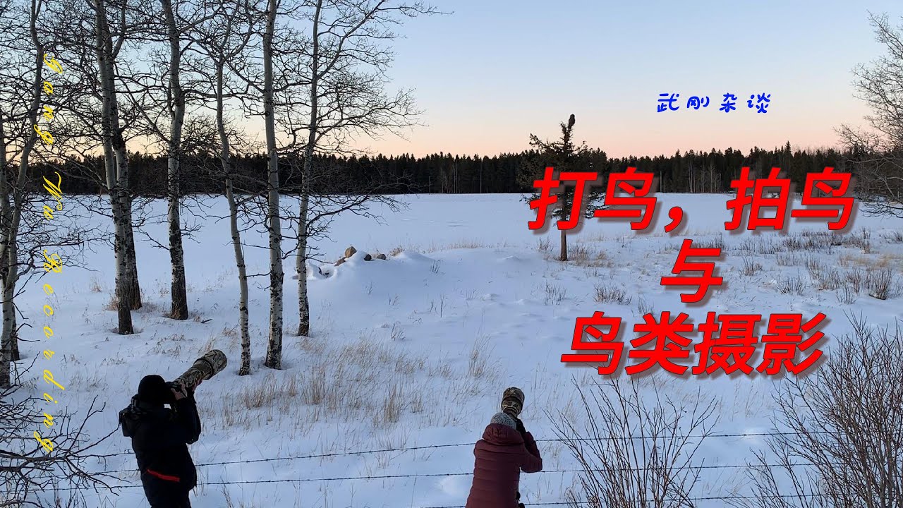 打鸟，拍鸟与鸟类摄影