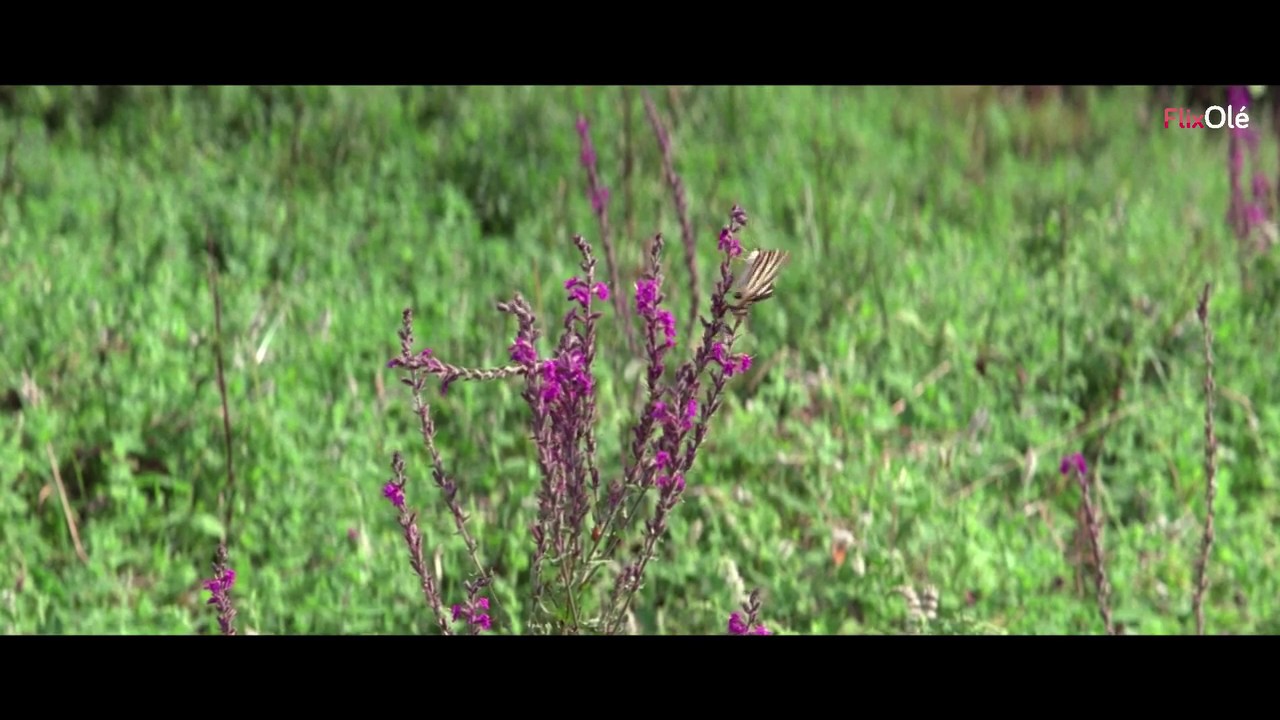 La lengua de las mariposas (José Luis Cuerda, 1999) | FlixOlé
