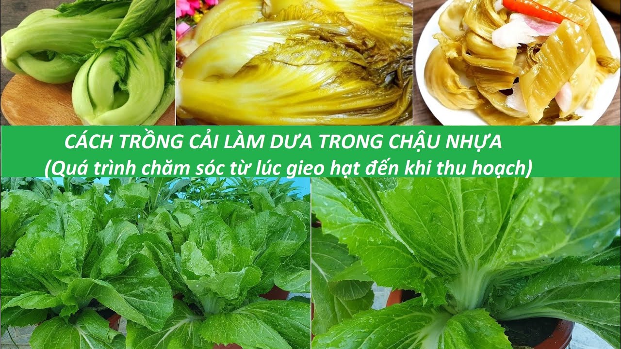 Cách trồng cải làm dưa trong chậu | cải tòa xại