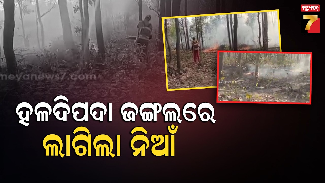 ମୟୁରଭଞ୍ଜ ହଳଦିପଦା ଜଙ୍ଗଲରେ ଲାଗିଲା ନିଆ, ନିଆଁ ଲିଭାଉଛନ୍ତି ଅଗ୍ନିଶମ ବାହିନୀ | Fire at Haldipada Forest
