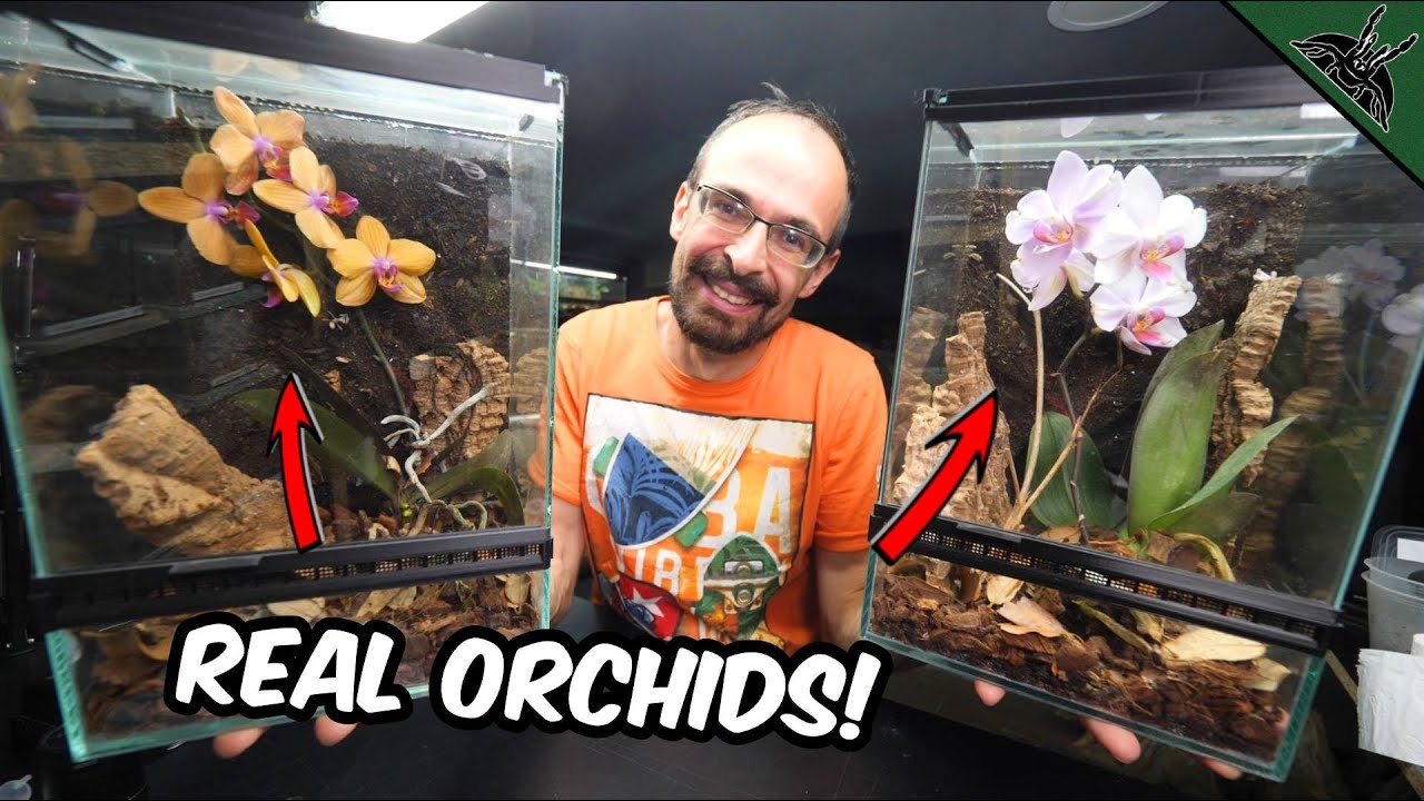 I Gave REAL ORCHIDS to my ORCHID MANTIDS