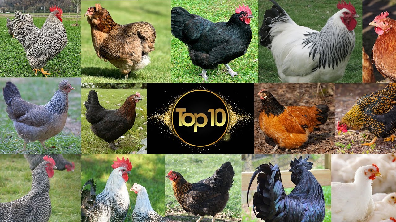 Mes Poules Préferées - Mon top 10 des Poules