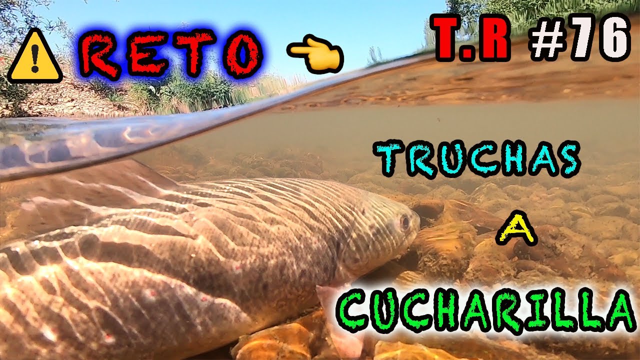 ⚠️RETO⚠️ TRUCHAS A CUCHARILLA (TRUCHA 37 CM) 🐟