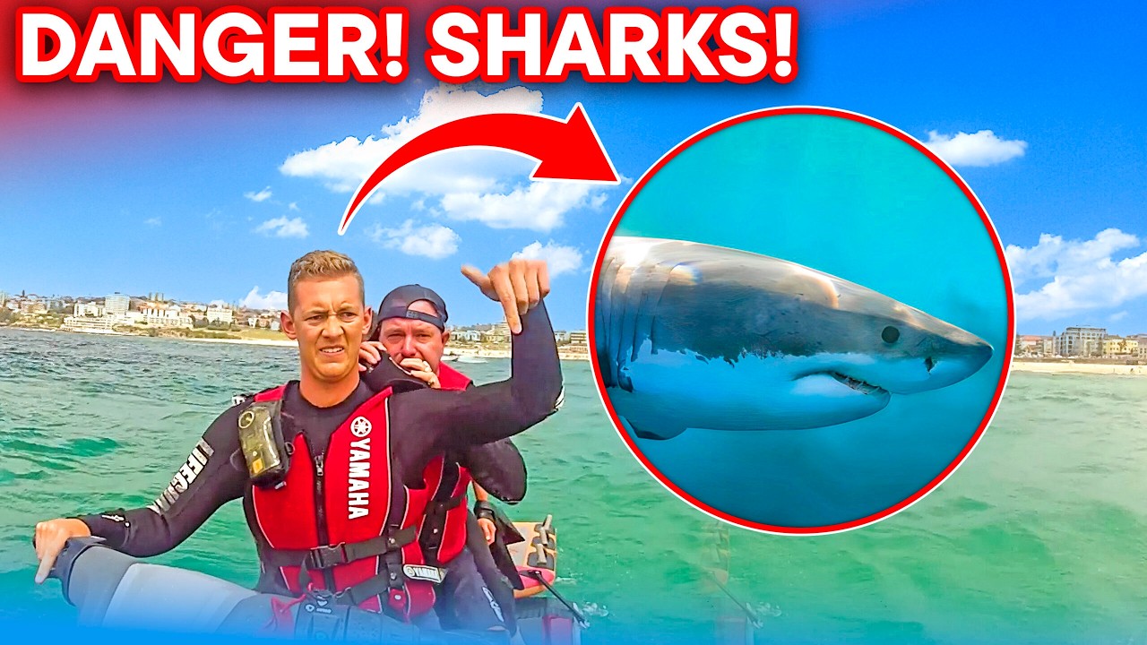 Shark Sighting Triggers Alarm at Bondi Beach