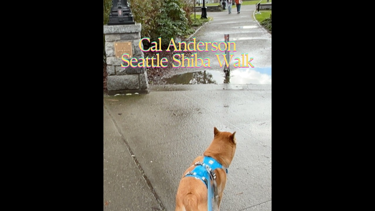 Ambient Walk Through Cal Anderson Park on a Grey Day | Peaceful Walk with Shiba