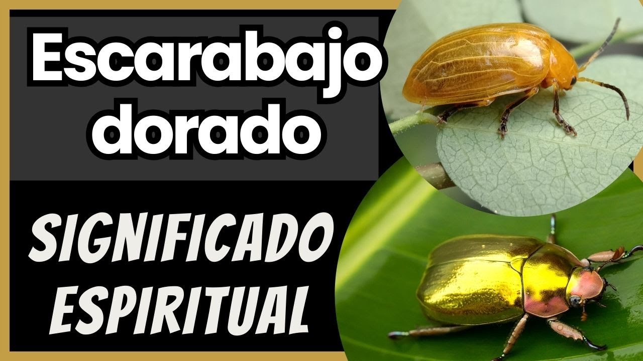 Escarabajo dorado. Significado espiritual un escarabajo dorado en tu camino #significado #escarabajo