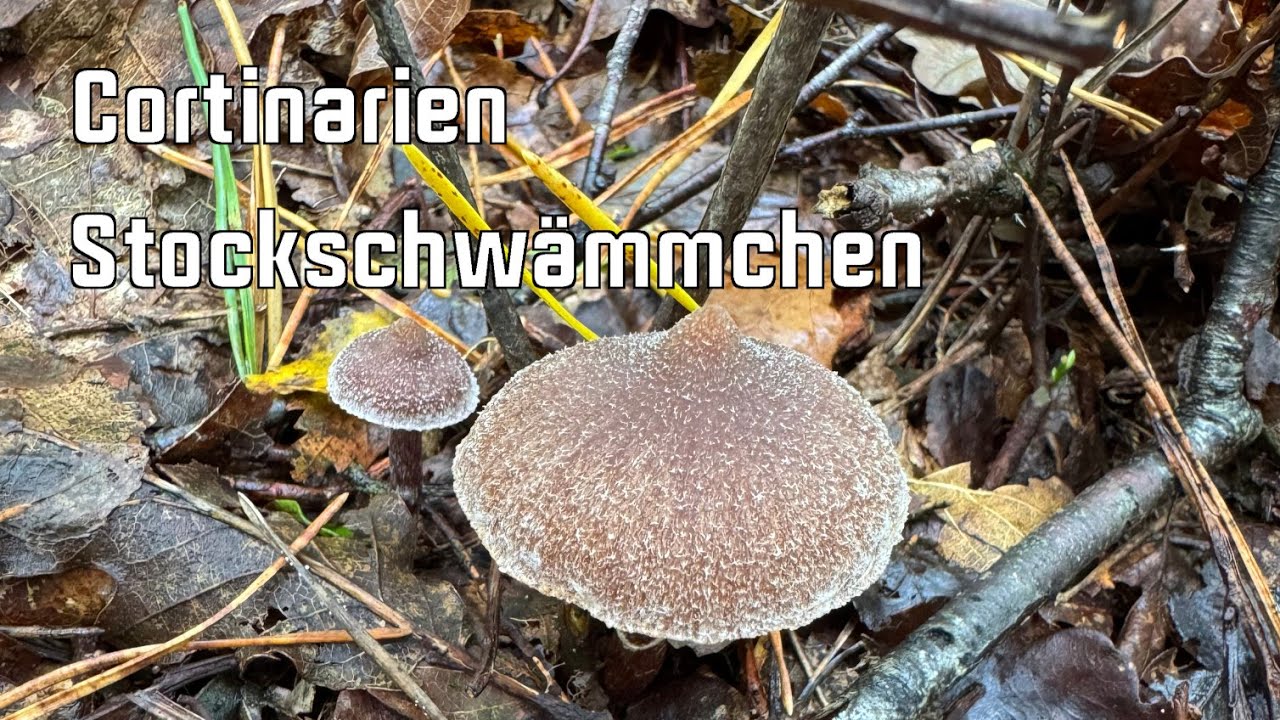 Pilzspaziergang Oktober 2024 (1) - Speisepilzflaute, Cortinarien, Stockschwämmchen...
