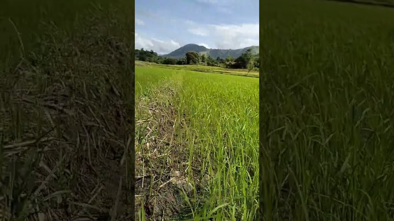 15 days after direct seeding