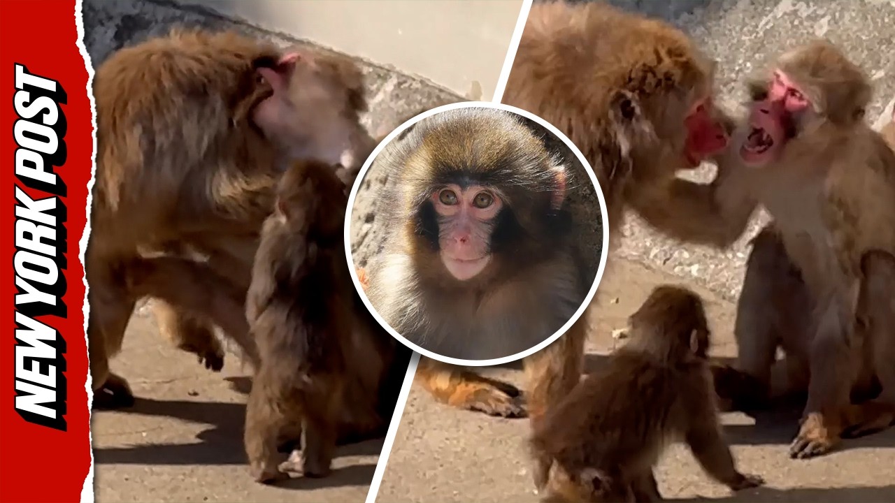 Punch the Monkey Plays Peacemaker as Two Older Macaques Have an Altercation