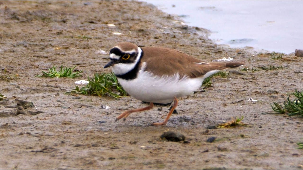 Little Ringed Plover Foraging
