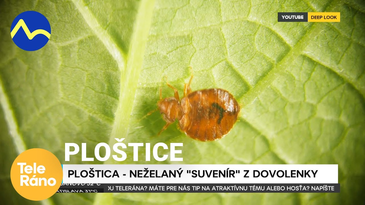 Ploštica posteľná - 