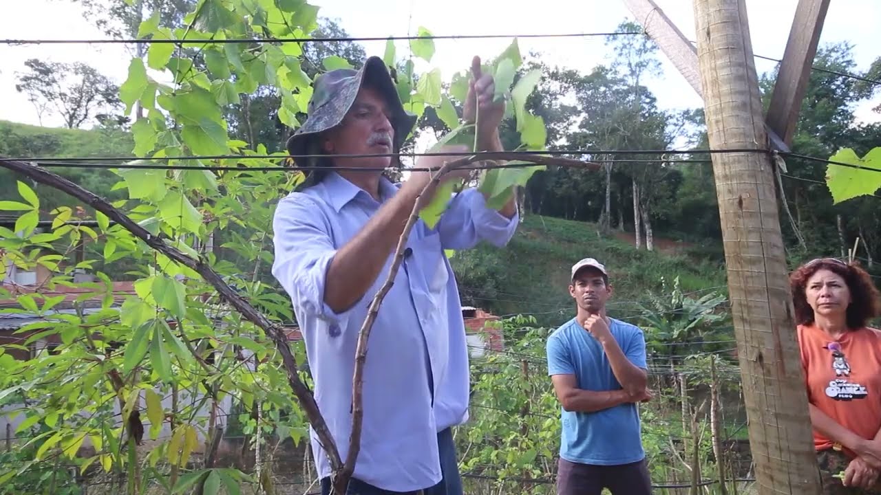 Parreira em Y Condução e Cuidados Fruticultura com Sergio Semerdjian no Plantar em Casa