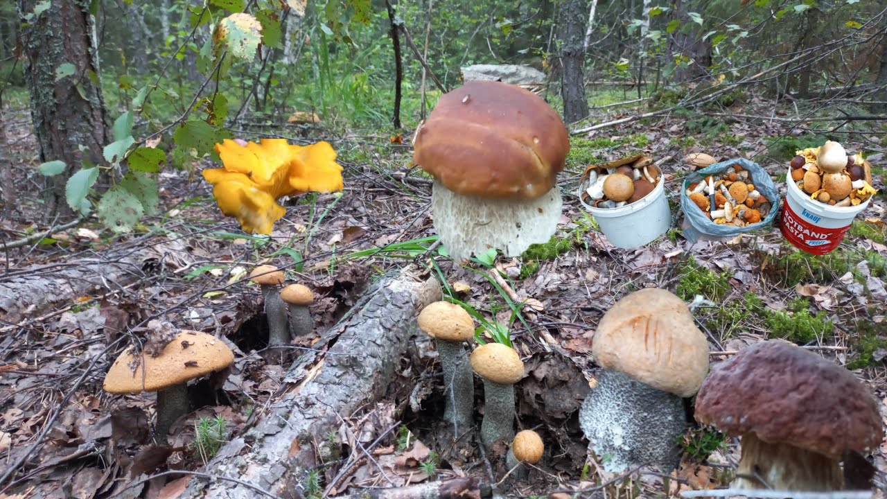 Сбор Грибов🍄 ГРИБНОЕ Безумие РАЗДЕЛАСЬ чтобы Донести/СОТНЯ ГРИБОВ ОСТАЛАСЬ В ЛЕСУ/Нашла всех