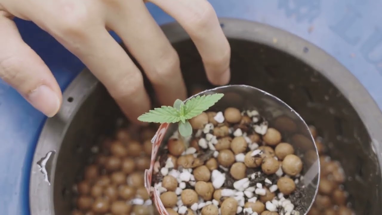 Synthetic vs Organic Cannabis Nutrients: Which is Best for Your Grow?
