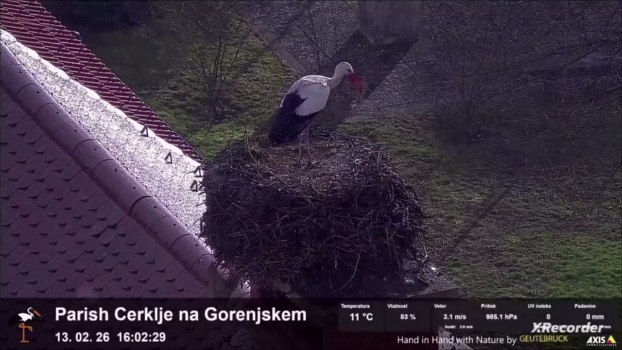 KRZYWODZIOBY WRÓCIŁ 13.02.2026                          