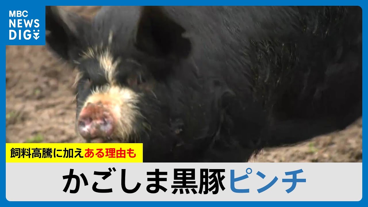 &ldquo;日本一&rdquo;かごしま黒豚ピンチ　飼料高騰に加え黒豚ならではの理由　白豚に切りかえる農家　鹿児島県（MBCニューズナウ 2025年3月13日放送）