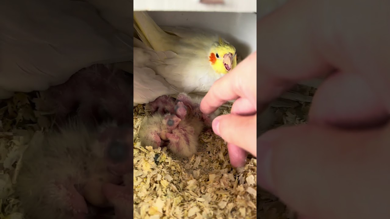 Cockatiel Daily Breeding Record: Hand-raised Cockatiels, Chengdu Parrots, Cockatiel Breeding