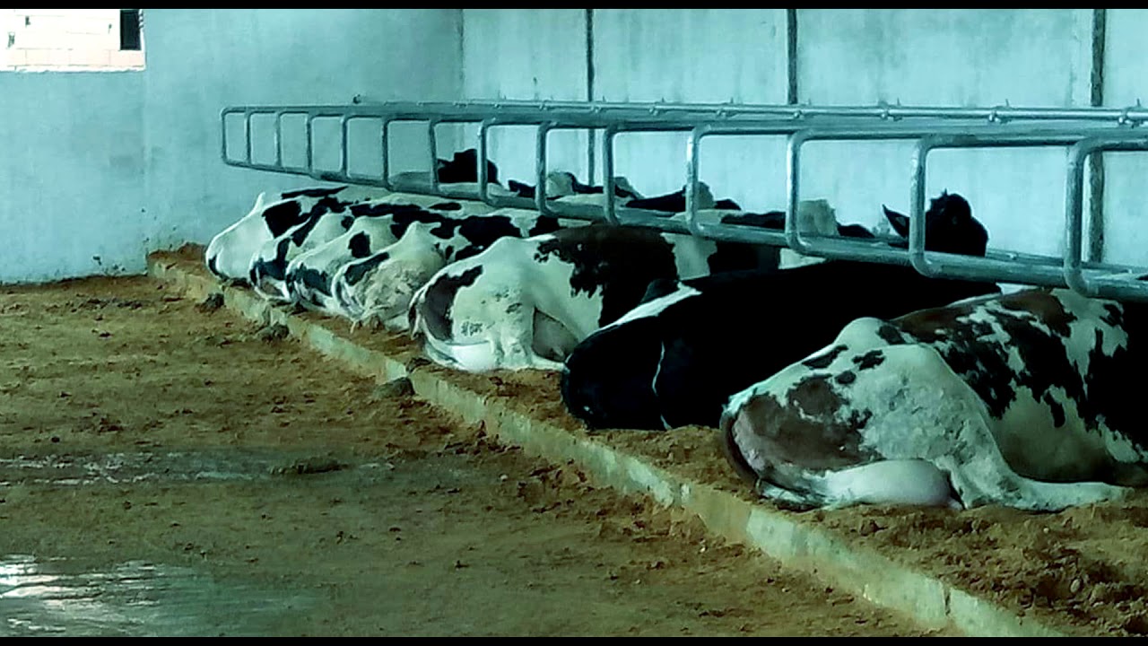 Logettes en sable et cornadis. Aménagement à moindre coût