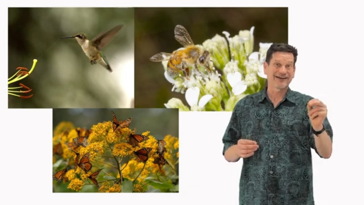 Pollen, nectar and honey: what's the difference? How do bees make honey?