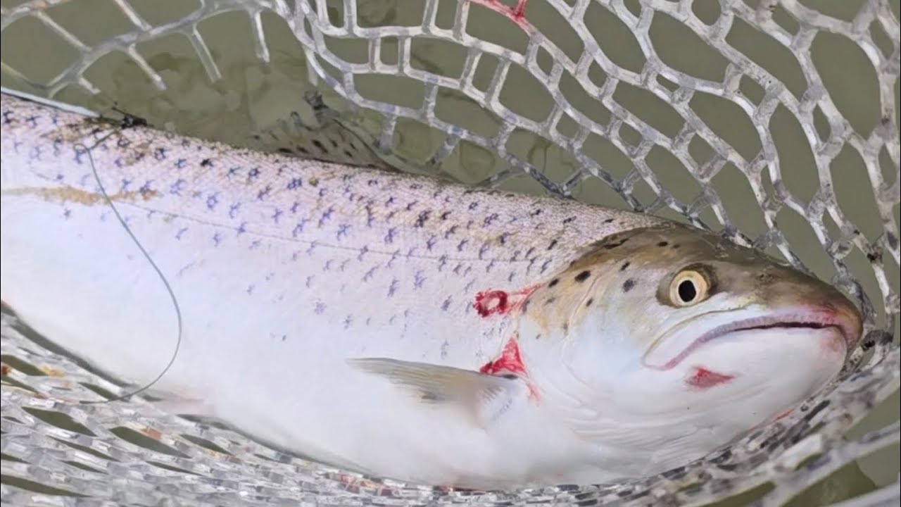 Sea Trout, Dornoch Beach, June 2025