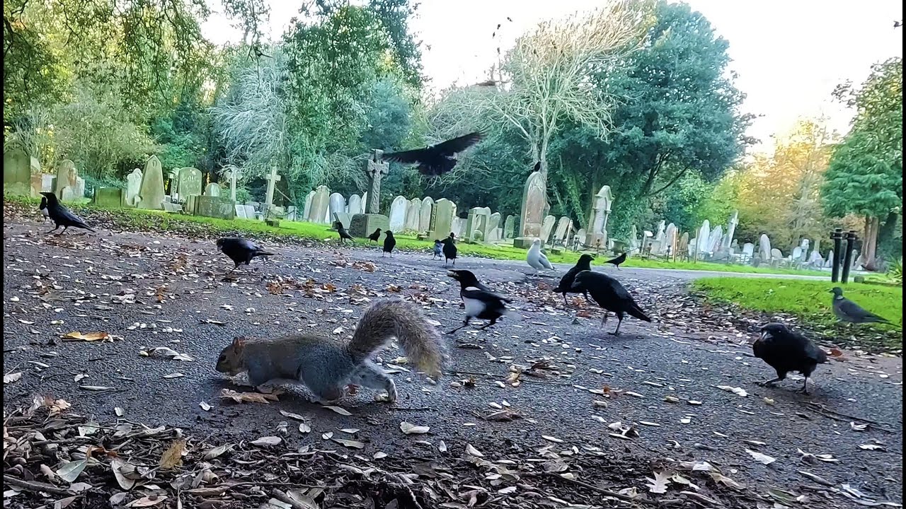 Vocal Crows, Magpies and Squirrels - Autumn Feed / Cemetery Crows