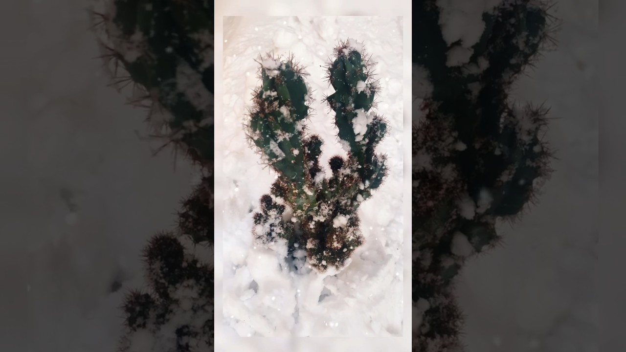 WOW! Snowy Cactus from Mexico #youtubeshorts #newvideo #amazing #nature #shorts #cactus #mexico #new