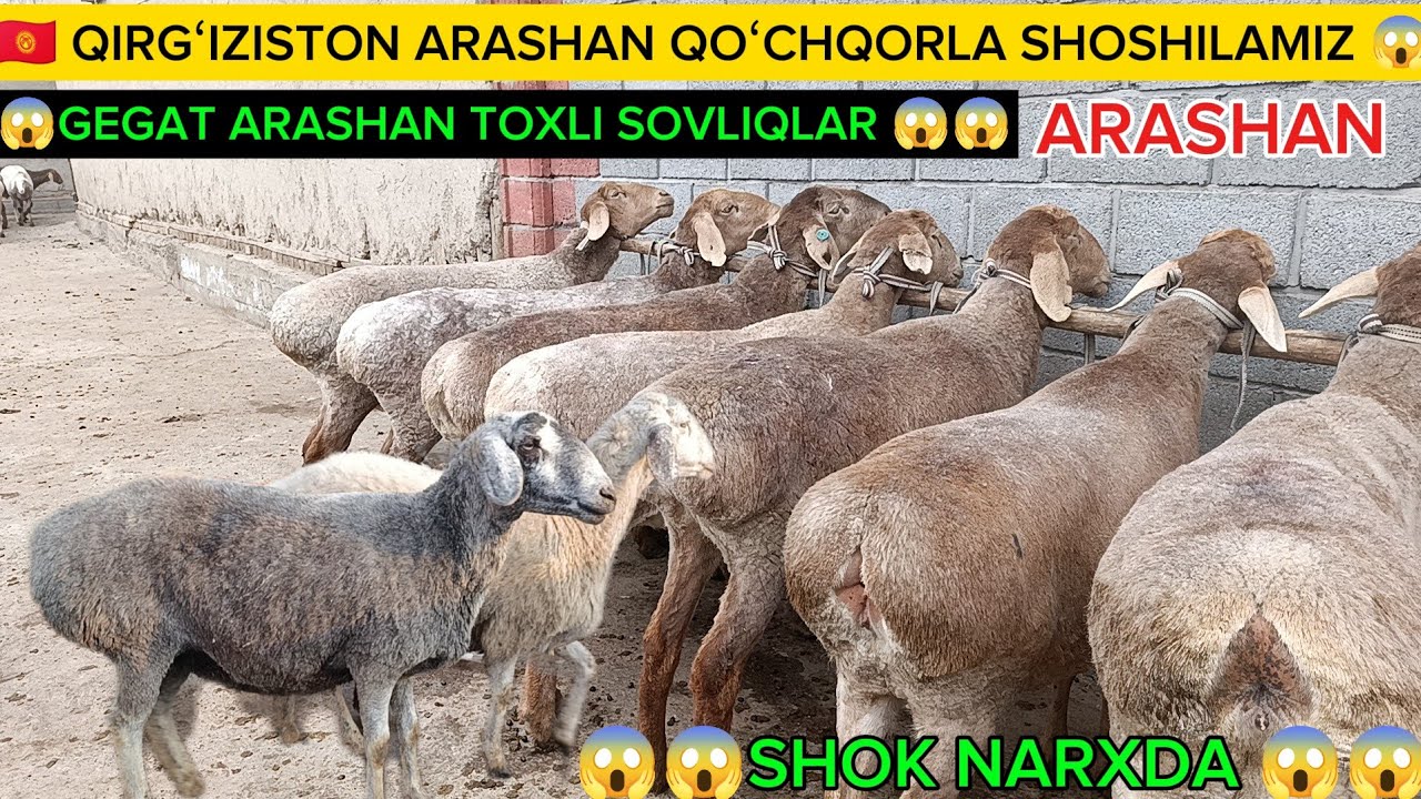 🇰🇬😱ONA BOLANI ZOʻRLARIDAN KELDI ARASHAN QOʻCHQORLA TOXLI SOVLIQLAR BOʻGʻOZLAR XAM BOR SHOSHILAMIZ 