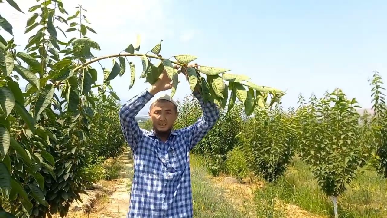 Интенсивдуу Воловой сортундагы КГБ формасында тарбияланып жаткан 3-жылдагы Гилас бак