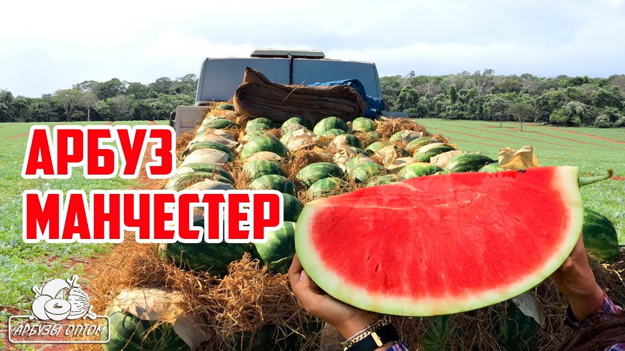 Арбуз Манчестер 🍉 Тел.+79128475201