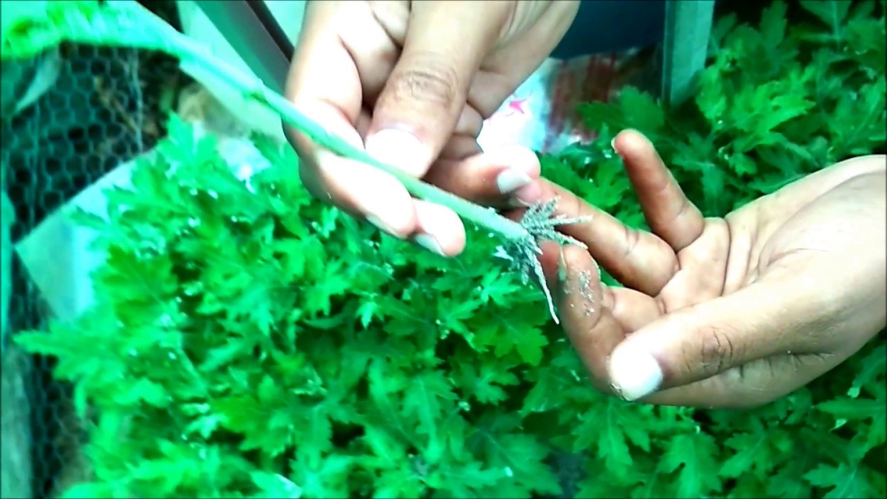 Chrysanthemum propagation