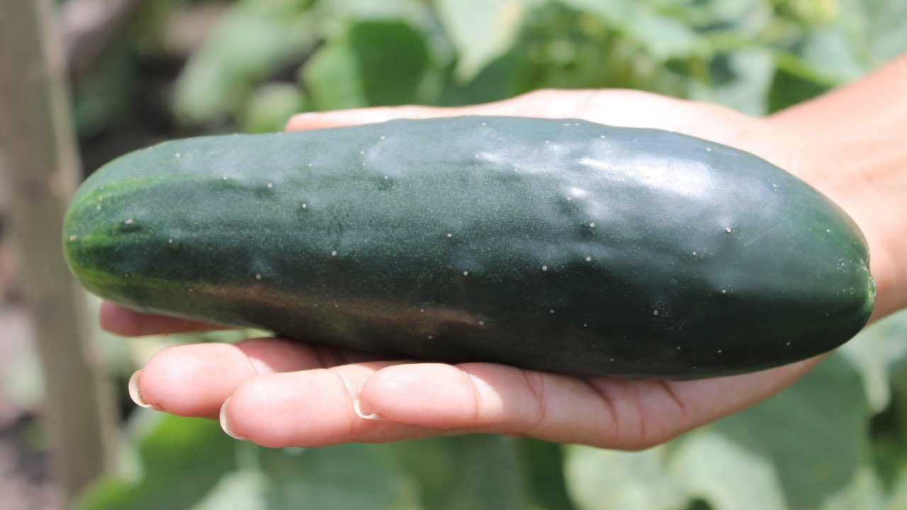 Requerimientos para la Siembra de Pepino