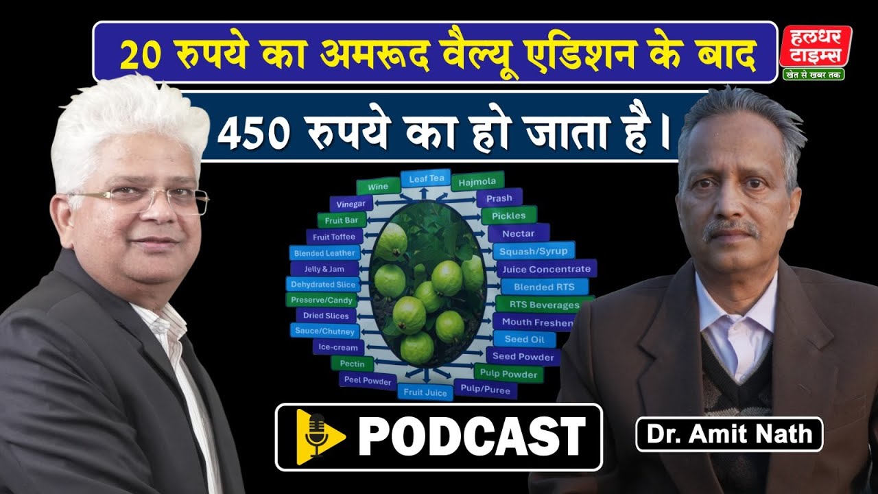 20 रुपये का अमरूद देगा 450 रुपये। Haldhar Times। #guava #guavafarming  #kisan #agriculture #farmer