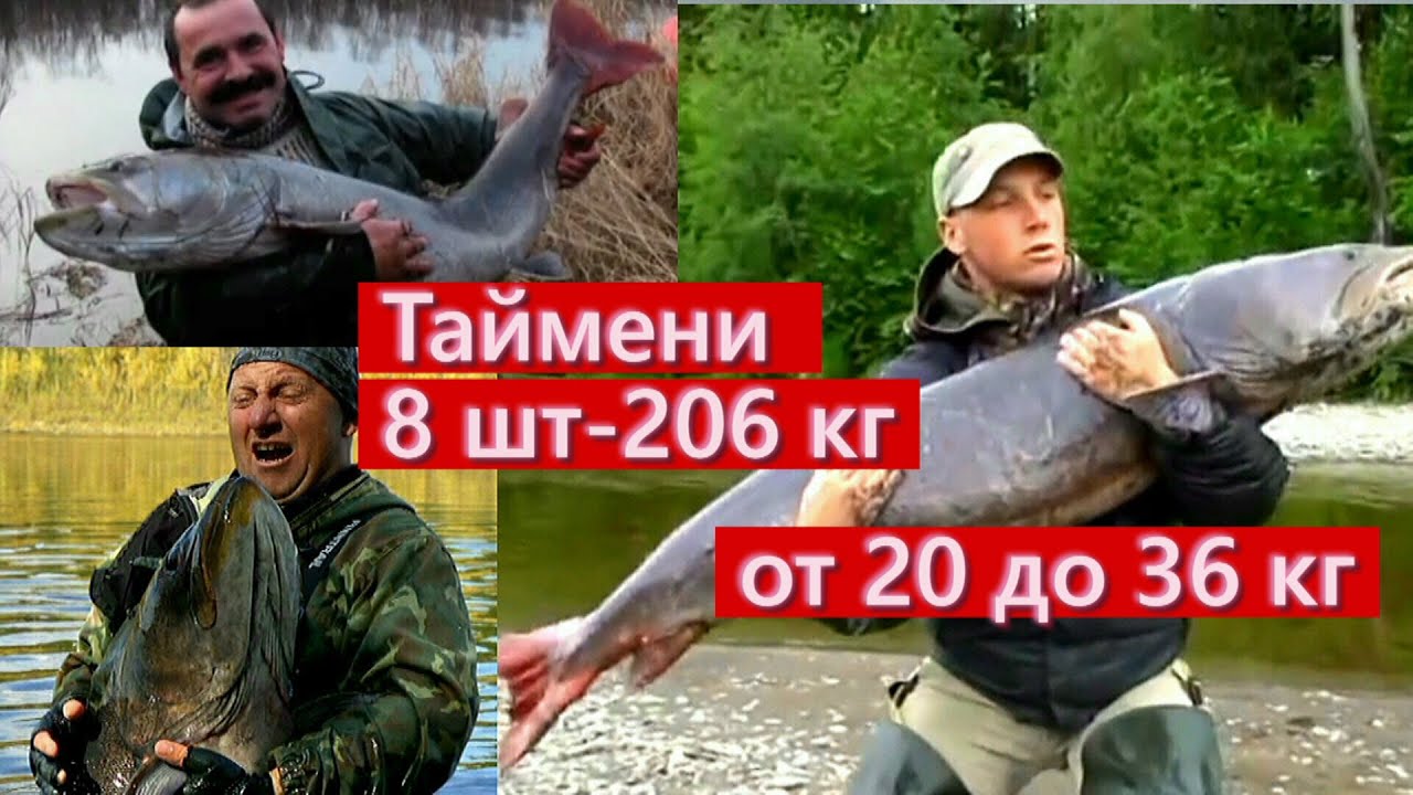Как ловят больших тайменей/ 8шт-206кг их общий вес/ Яркие моменты рыбалки/