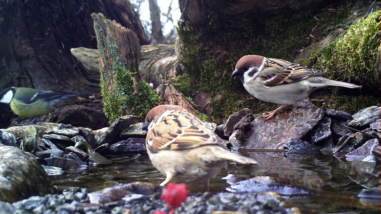 Feldsperling, Buchfink, Grünfink, Kohlmeise, Rotkehlchen an der Vogeltränke. Eifel / Dohr 7.4.2015