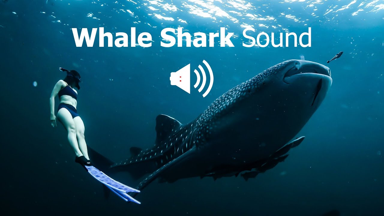 Whale Shark Sound | Rhincodon Typus Sound Effect | Animal Sounds
