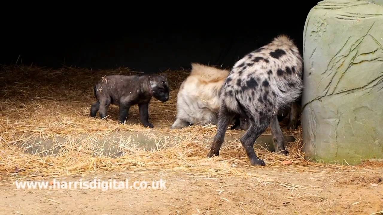 Baby Hyena