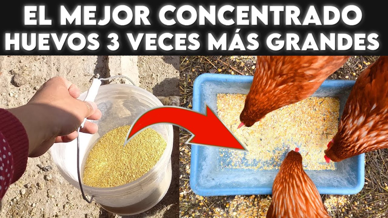 Como HACER concentrado para gallinas ponedoras; Mejor y mas económico que el comercial