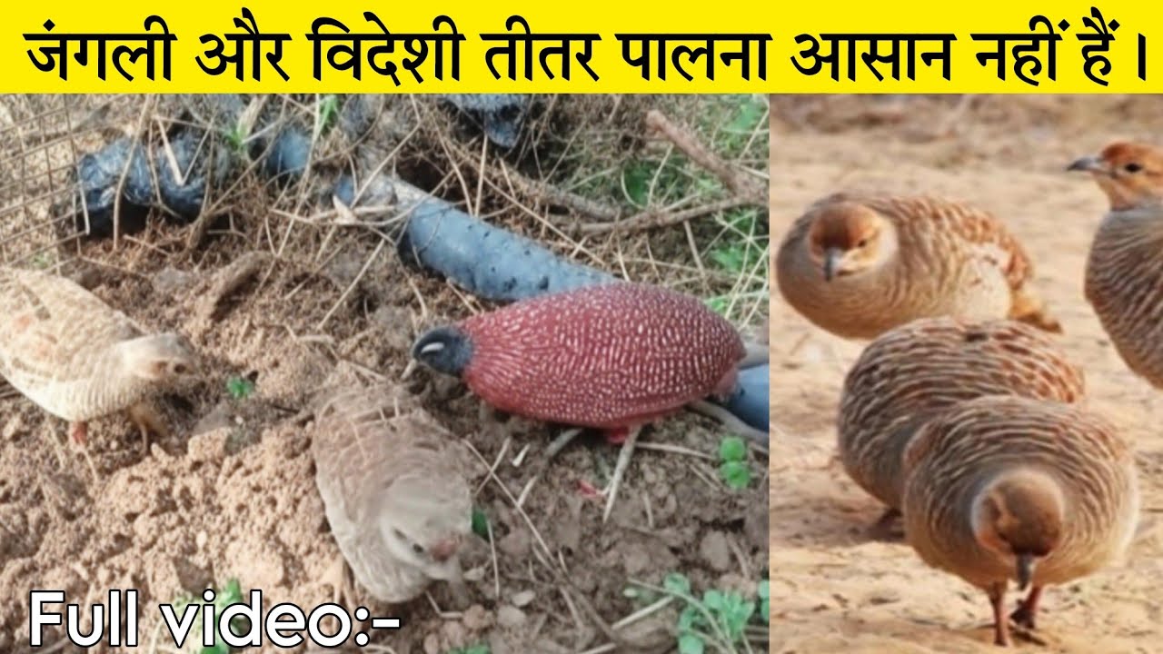 मैं 3 जंगली तीतर को कैसे रखता हु देखिए | teetar ke bacche kaise pale | teetar ko kya khilaye
